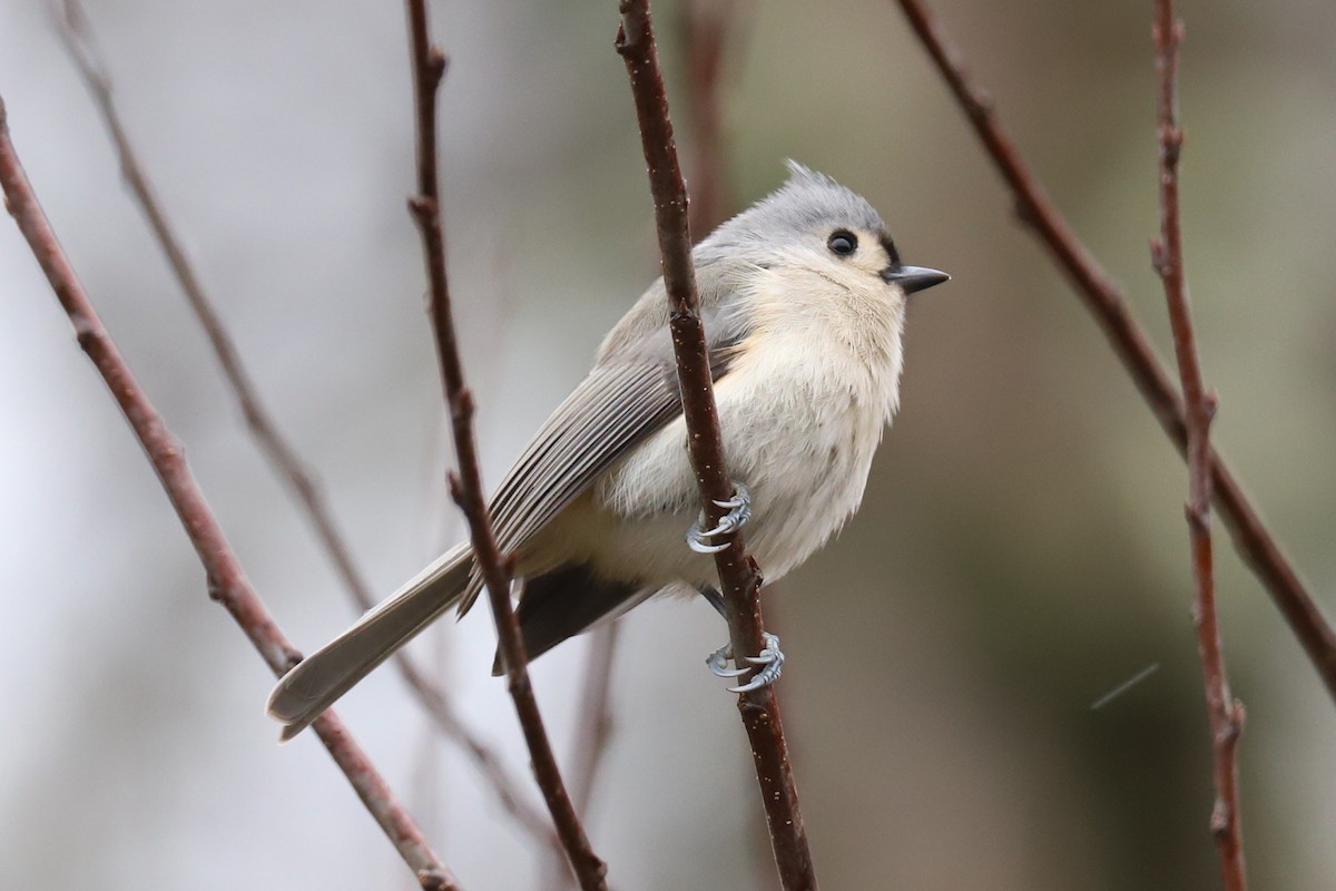 Tufted Titmouse - Audry Nicklin