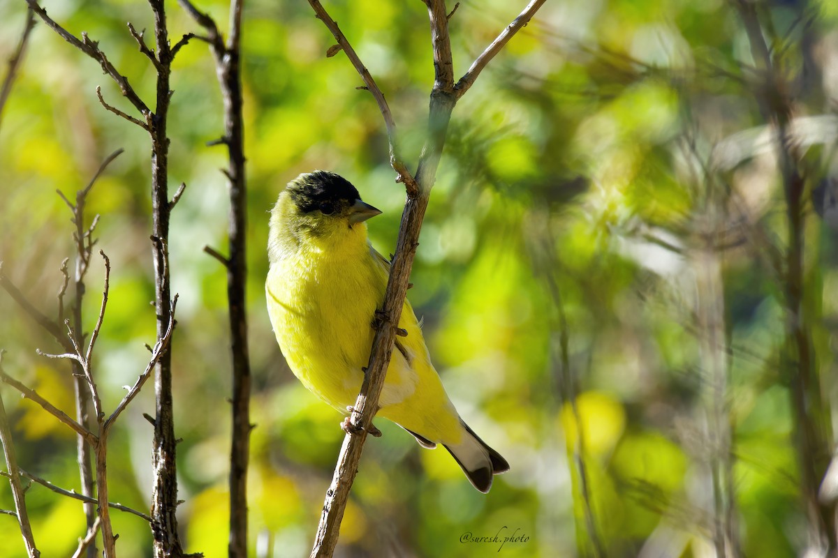 Lesser Goldfinch - Thirumalai Suresh