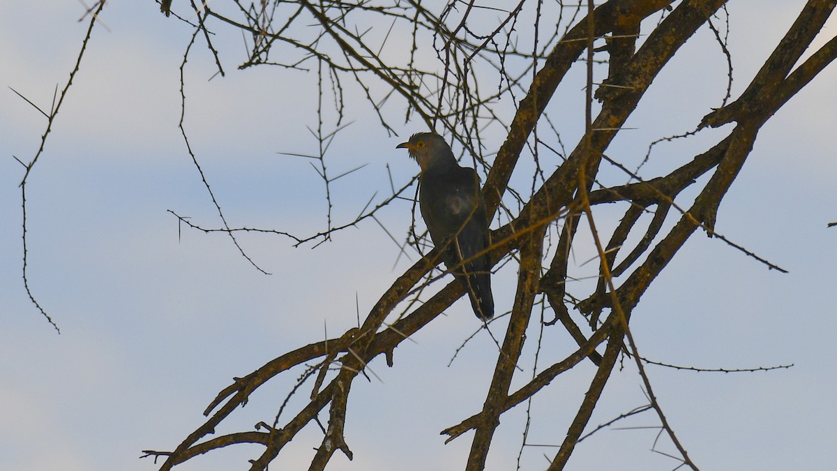 African Cuckoo - ML284297301