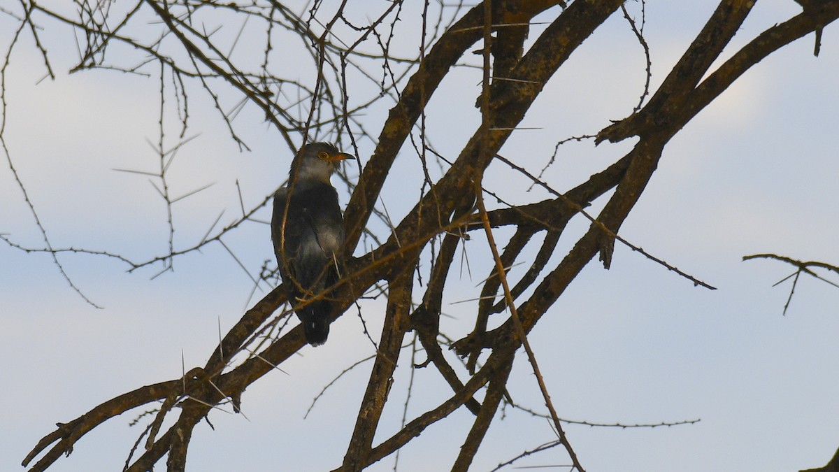 African Cuckoo - ML284297361