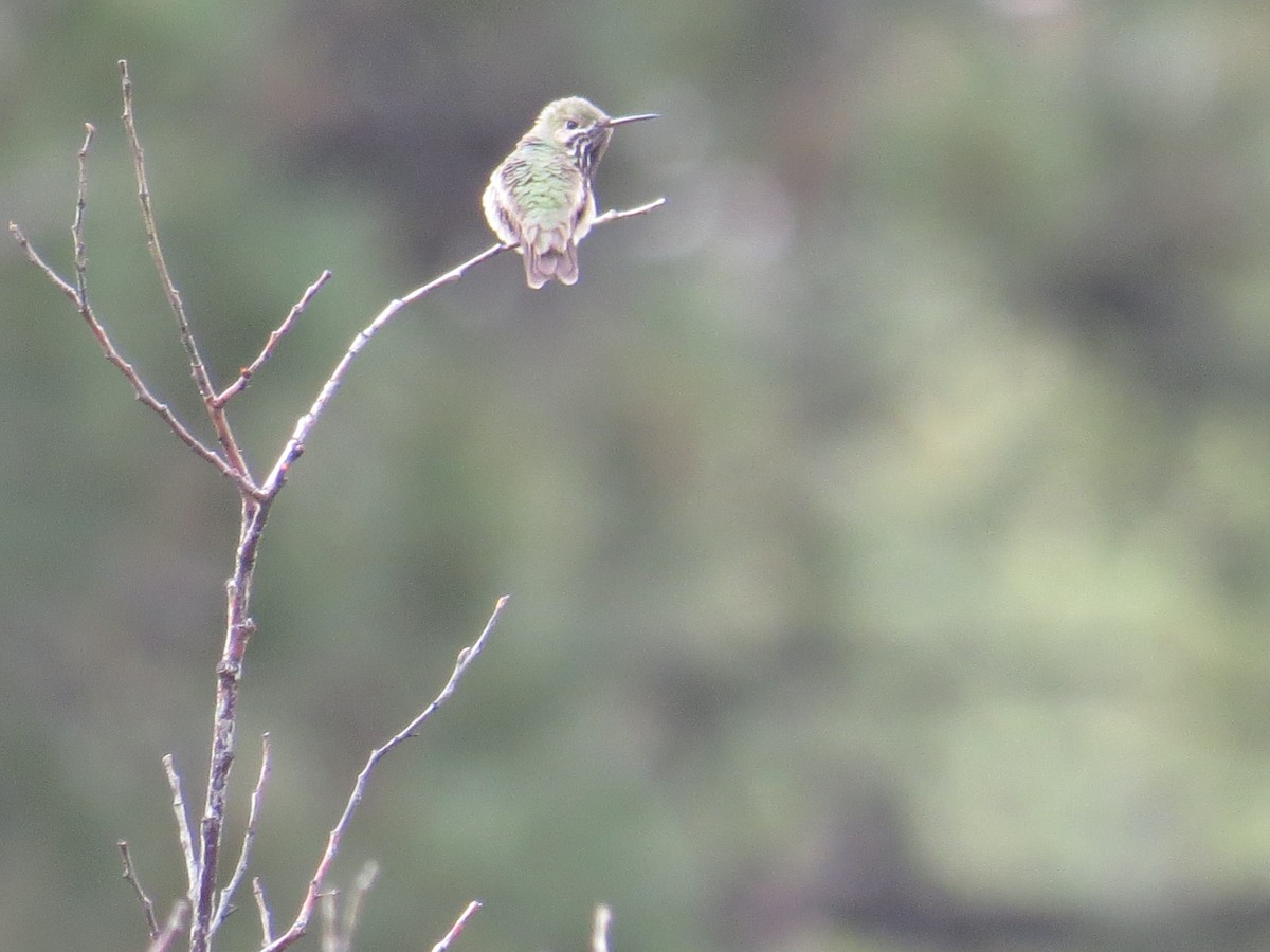Calliope Hummingbird - ML28429921