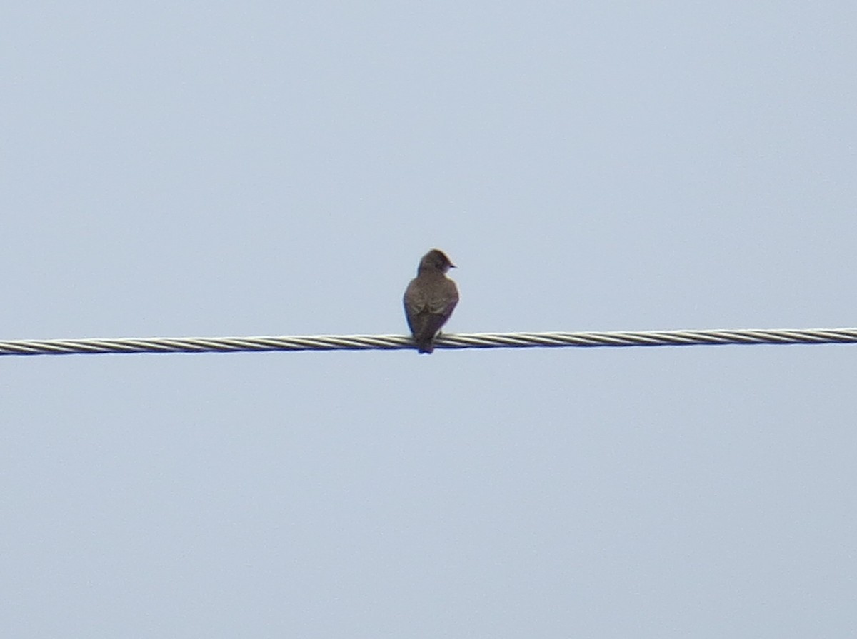 Northern Rough-winged Swallow - ML28429941