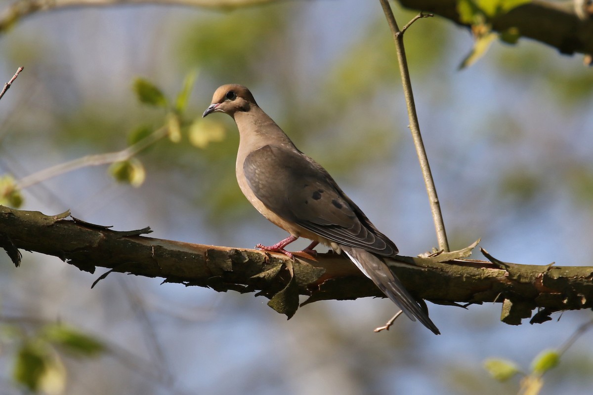 Mourning Dove - M Lombard
