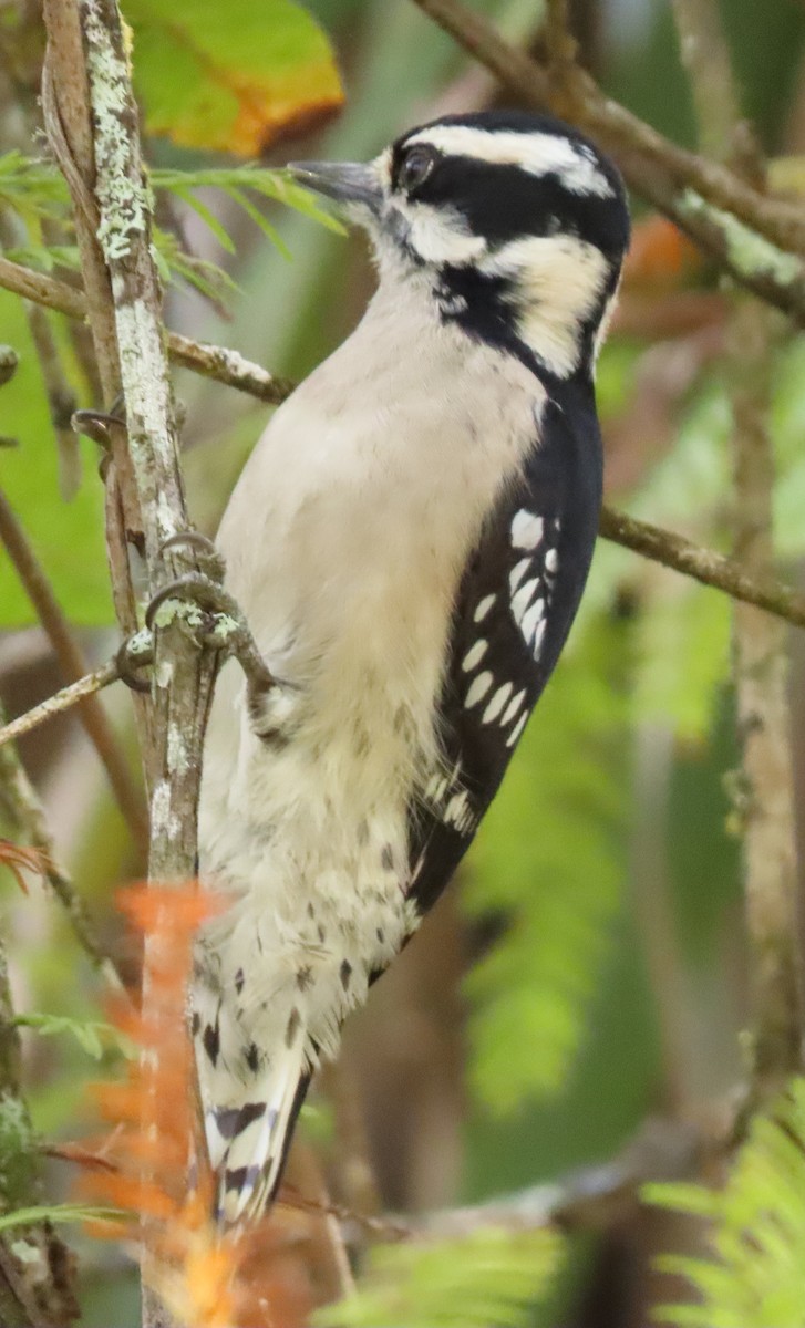 Downy Woodpecker - ML284307501