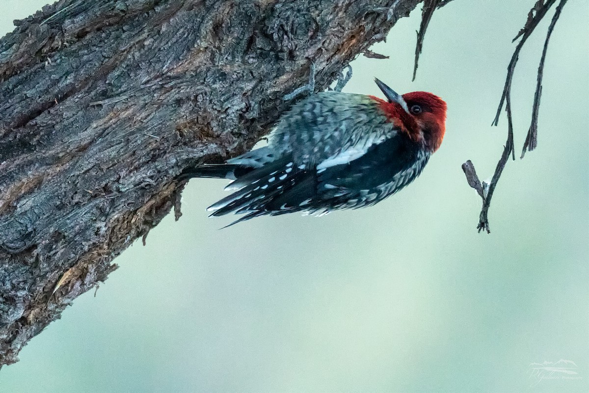 Red-breasted Sapsucker - ML284312611