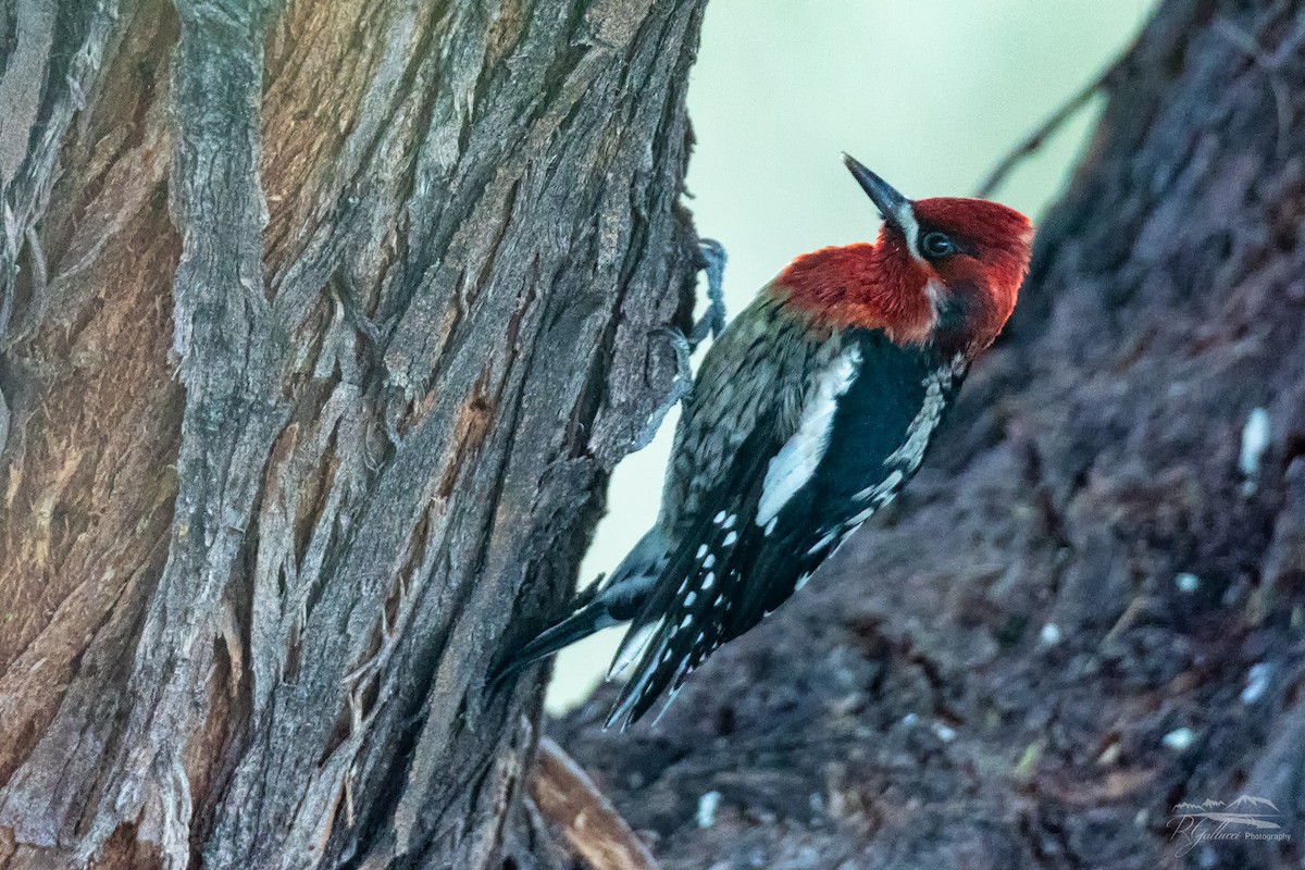 Red-breasted Sapsucker - ML284312621