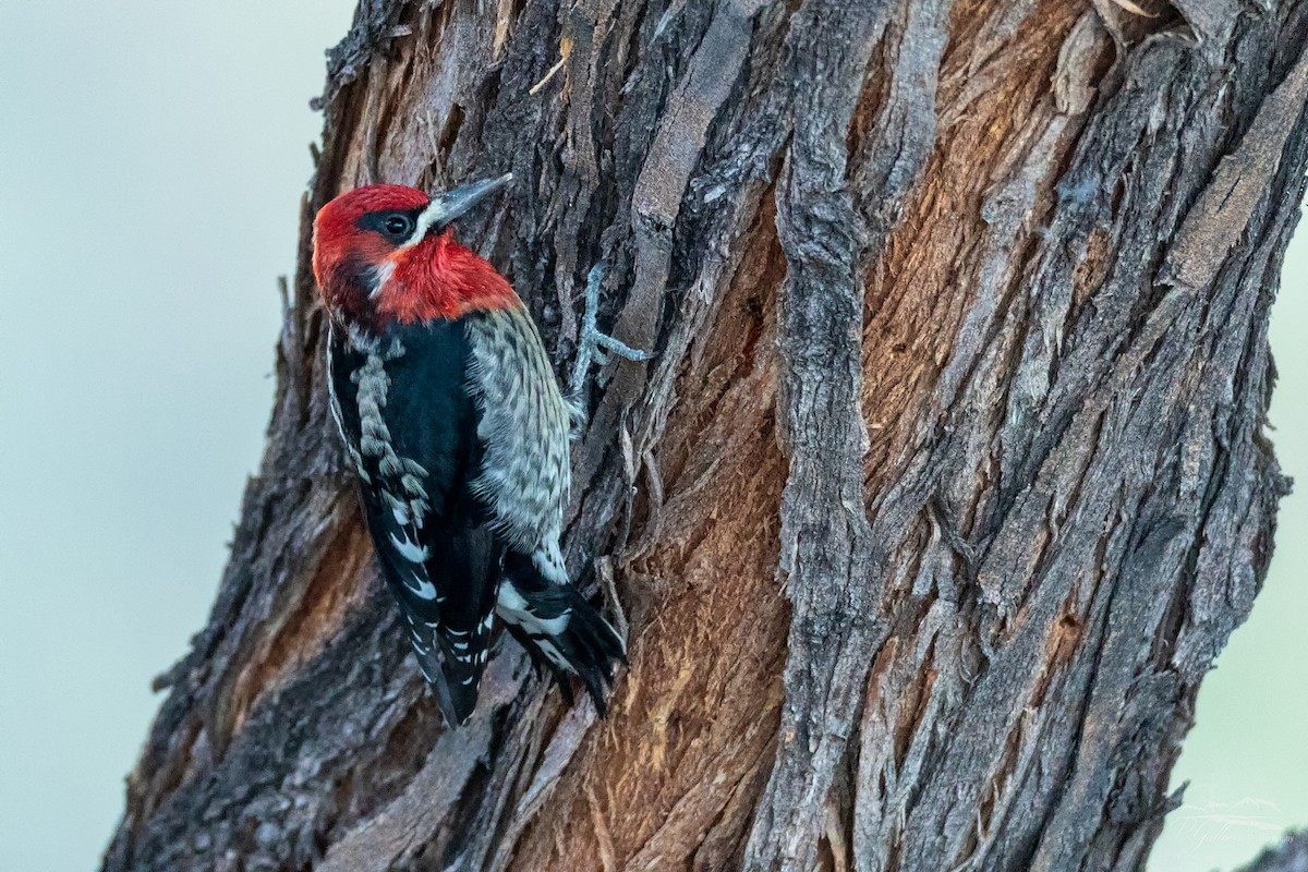 Red-breasted Sapsucker - ML284312631