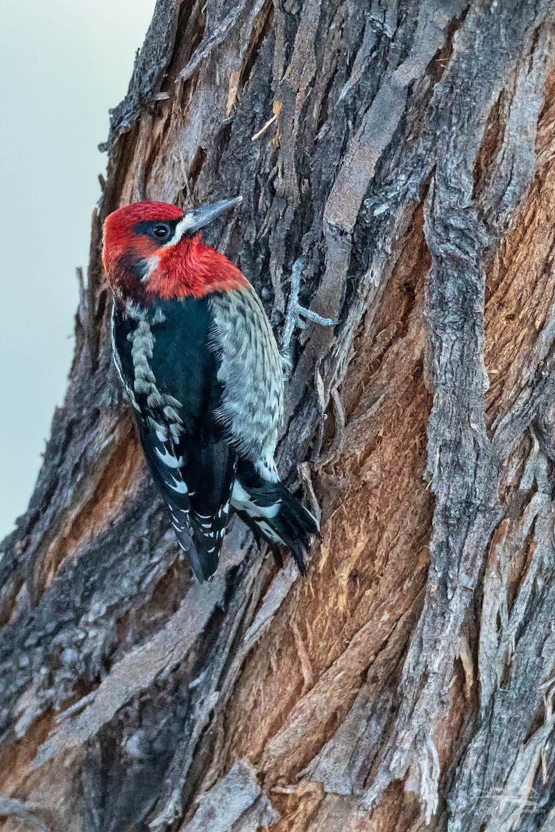 Red-breasted Sapsucker - ML284312651