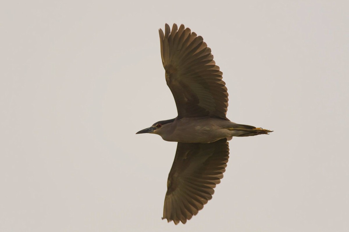 Black-crowned Night Heron - ML284317171