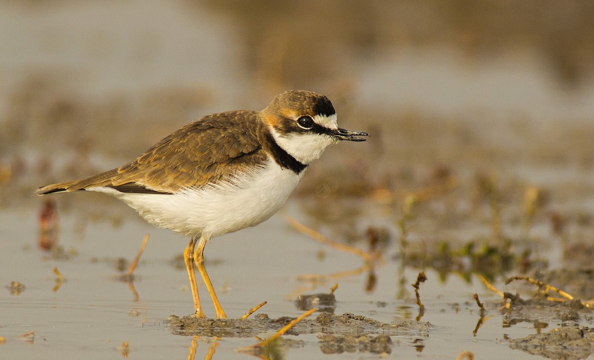 Collared Plover - ML284319621