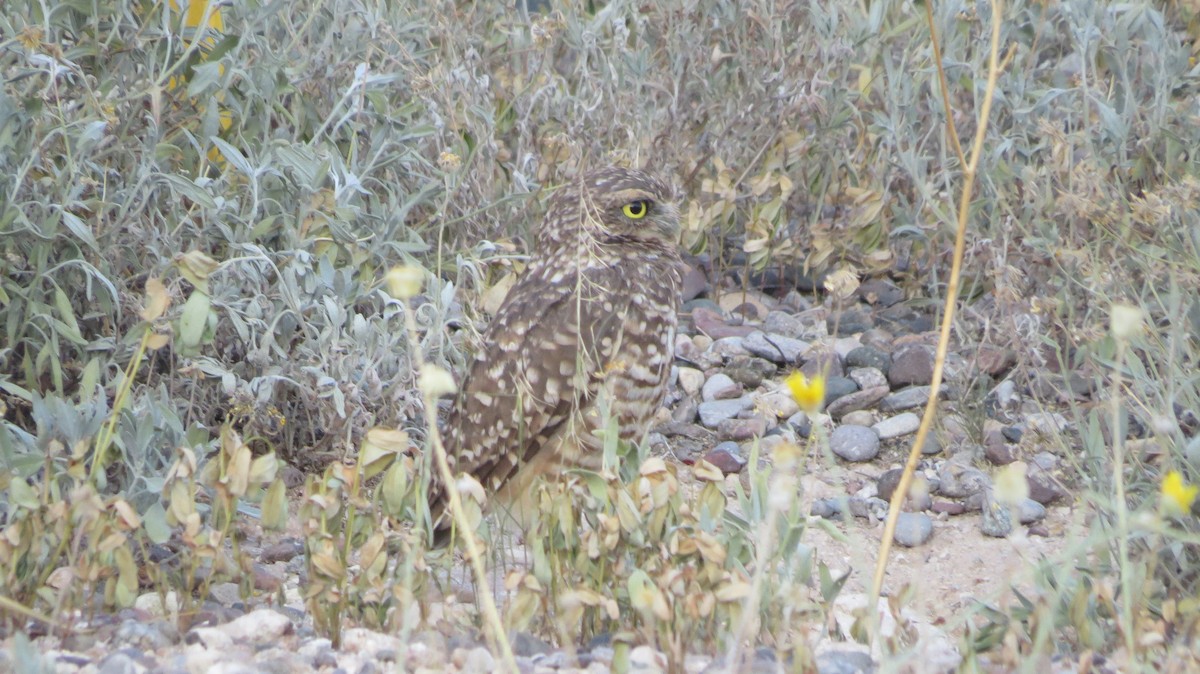 Burrowing Owl - ML284321231