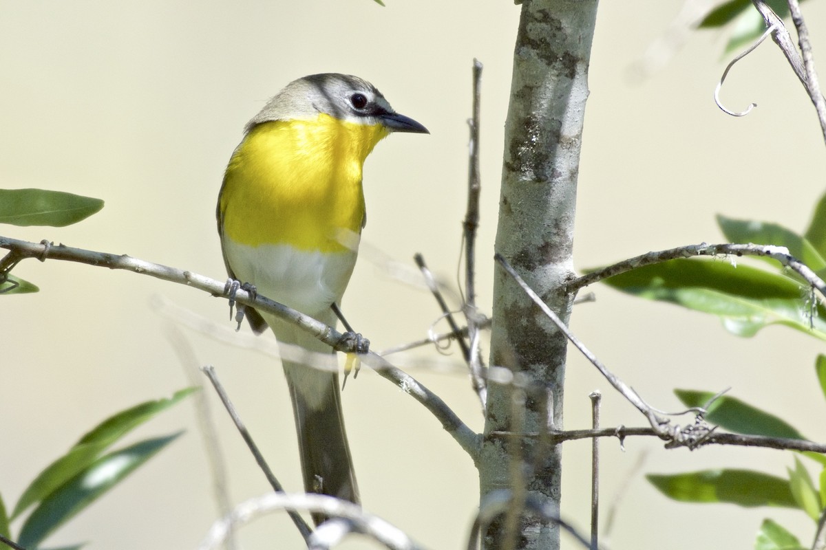 Yellow-breasted Chat - ML28432851