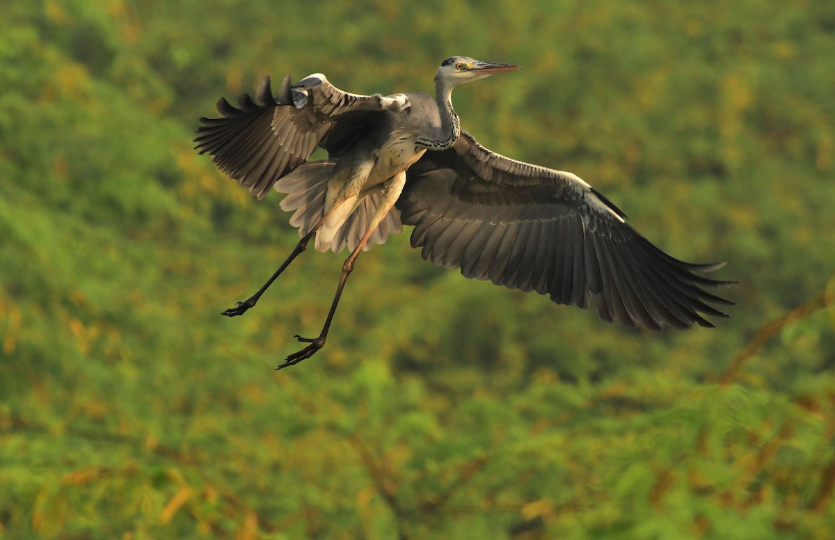 Gray Heron - Ravindran Kamatchi