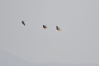 Greater White-fronted Goose, ML284332381