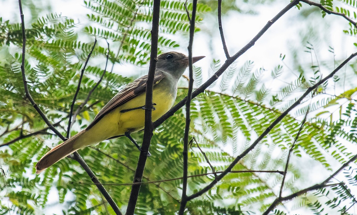 Great Crested Flycatcher - ML284339611
