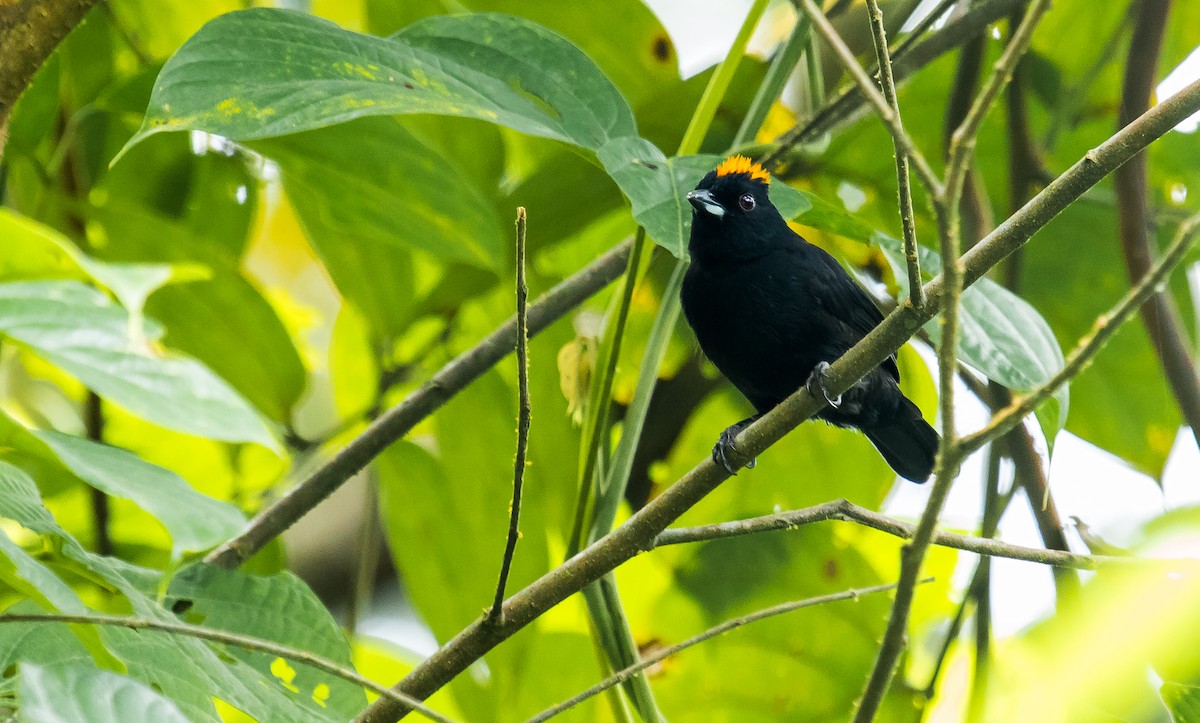 Tawny-crested Tanager - ML284340341