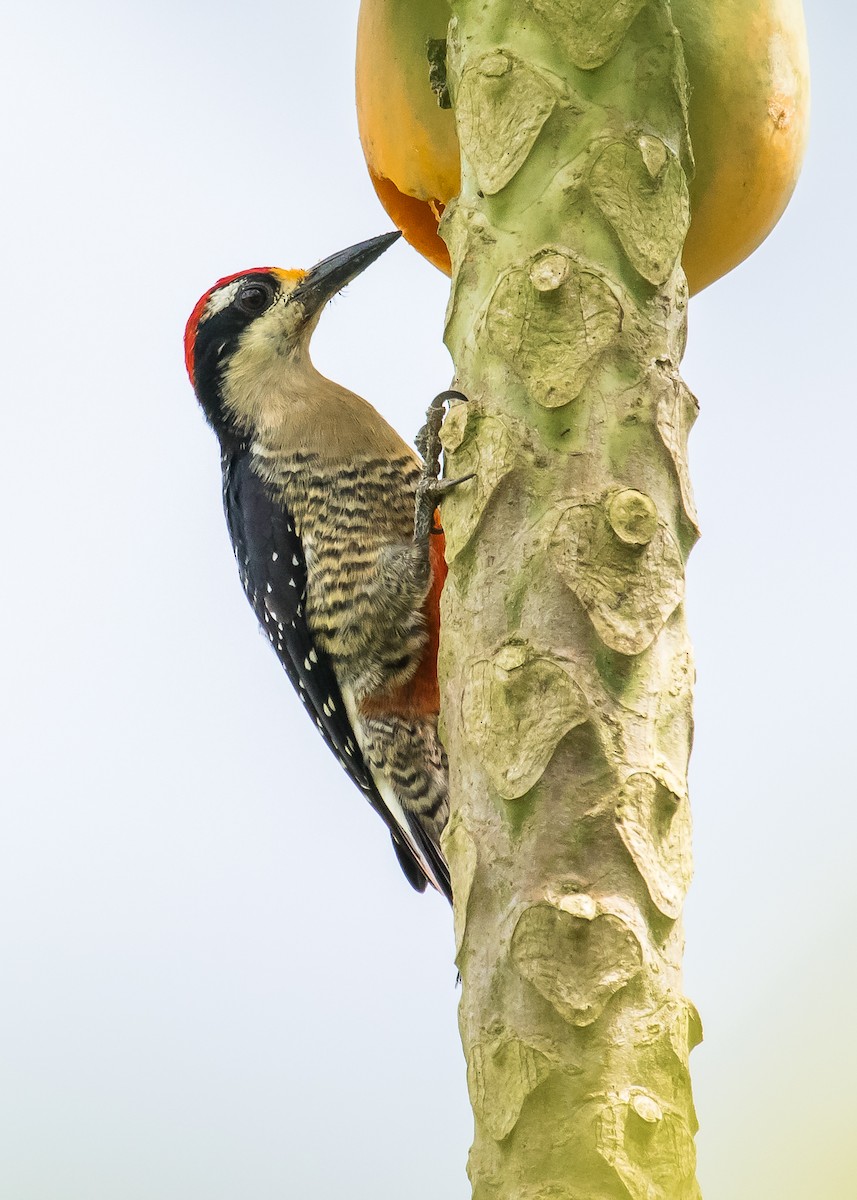 Black-cheeked Woodpecker - ML284340351