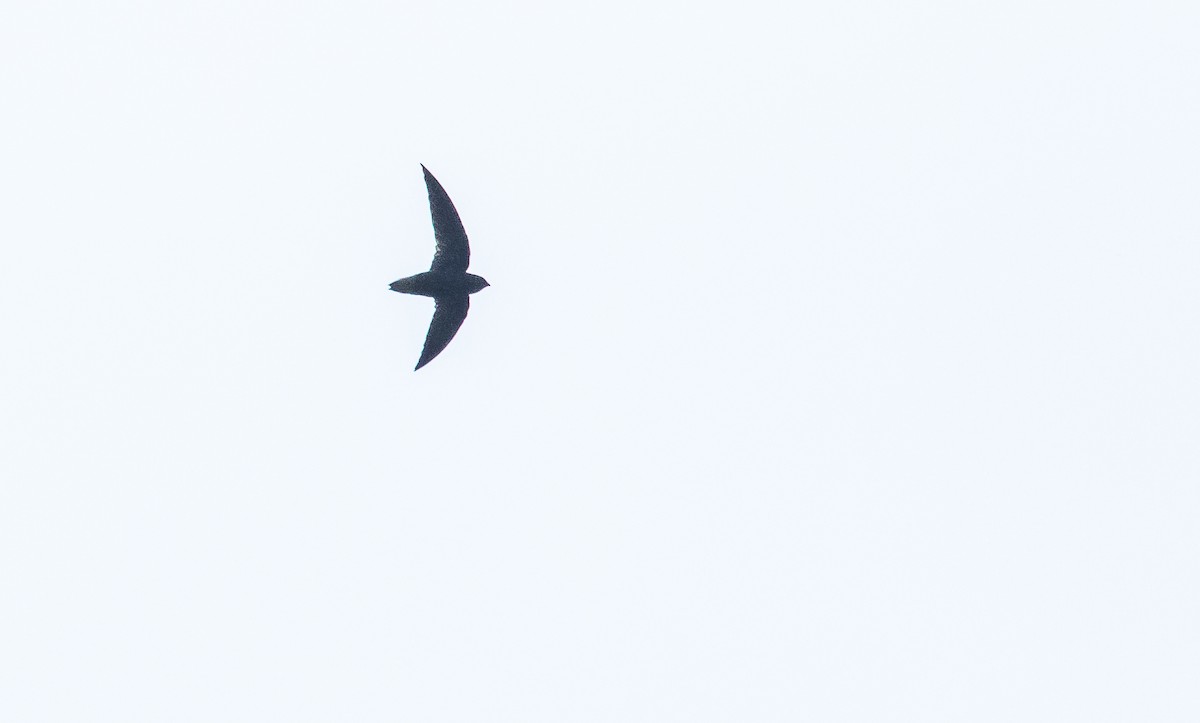 Short-tailed Swift - David Monroy Rengifo