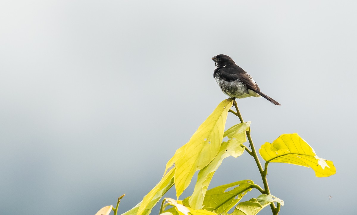 Variable Seedeater - ML284340501