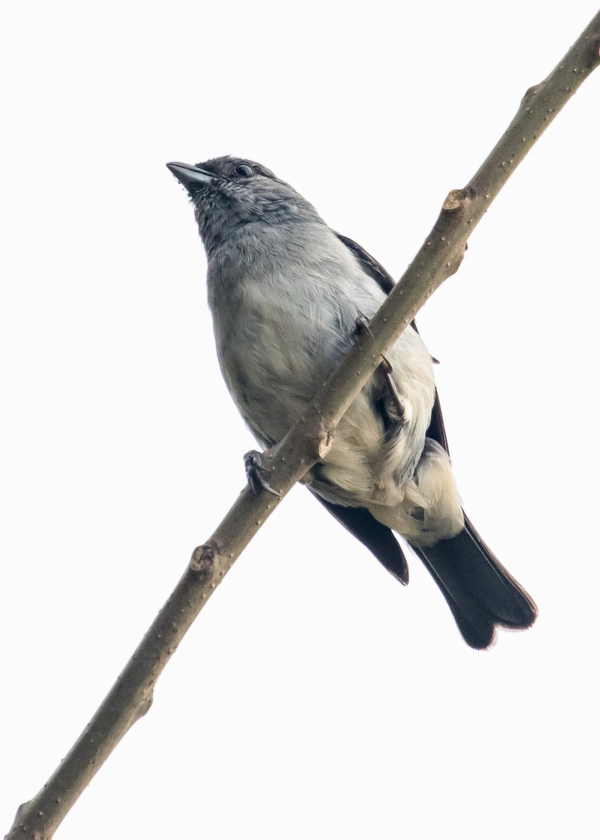 Plain-colored Tanager - ML284340661