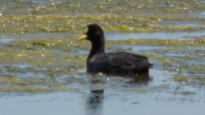 Red-gartered Coot - ML284341761
