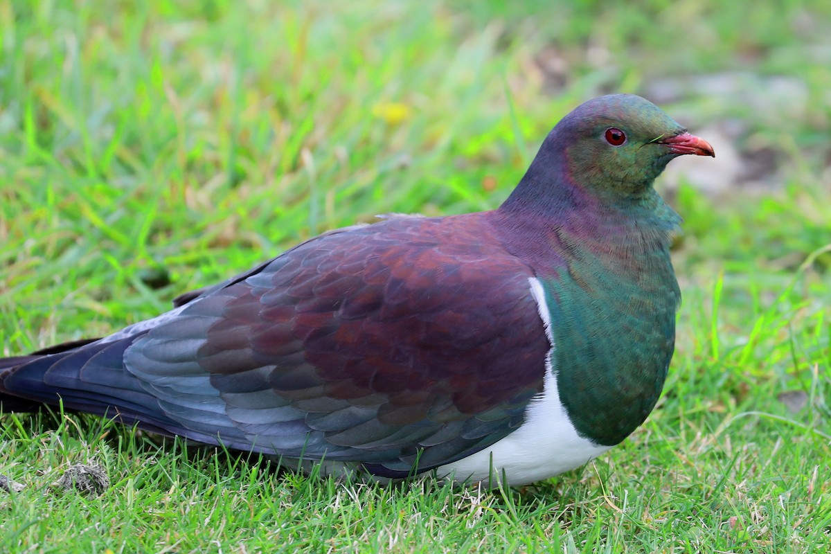 New Zealand Pigeon - ML284343431