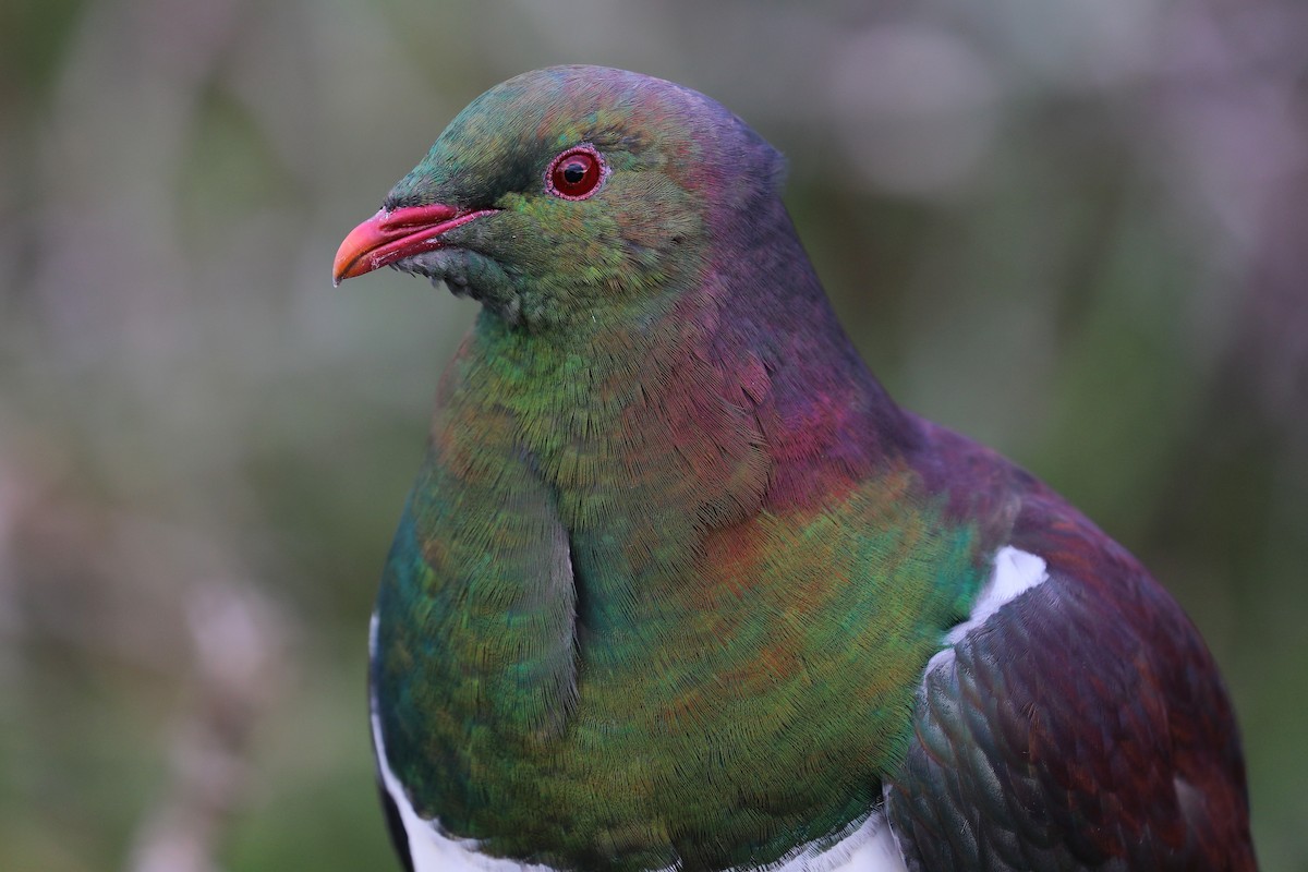 New Zealand Pigeon - ML284343571