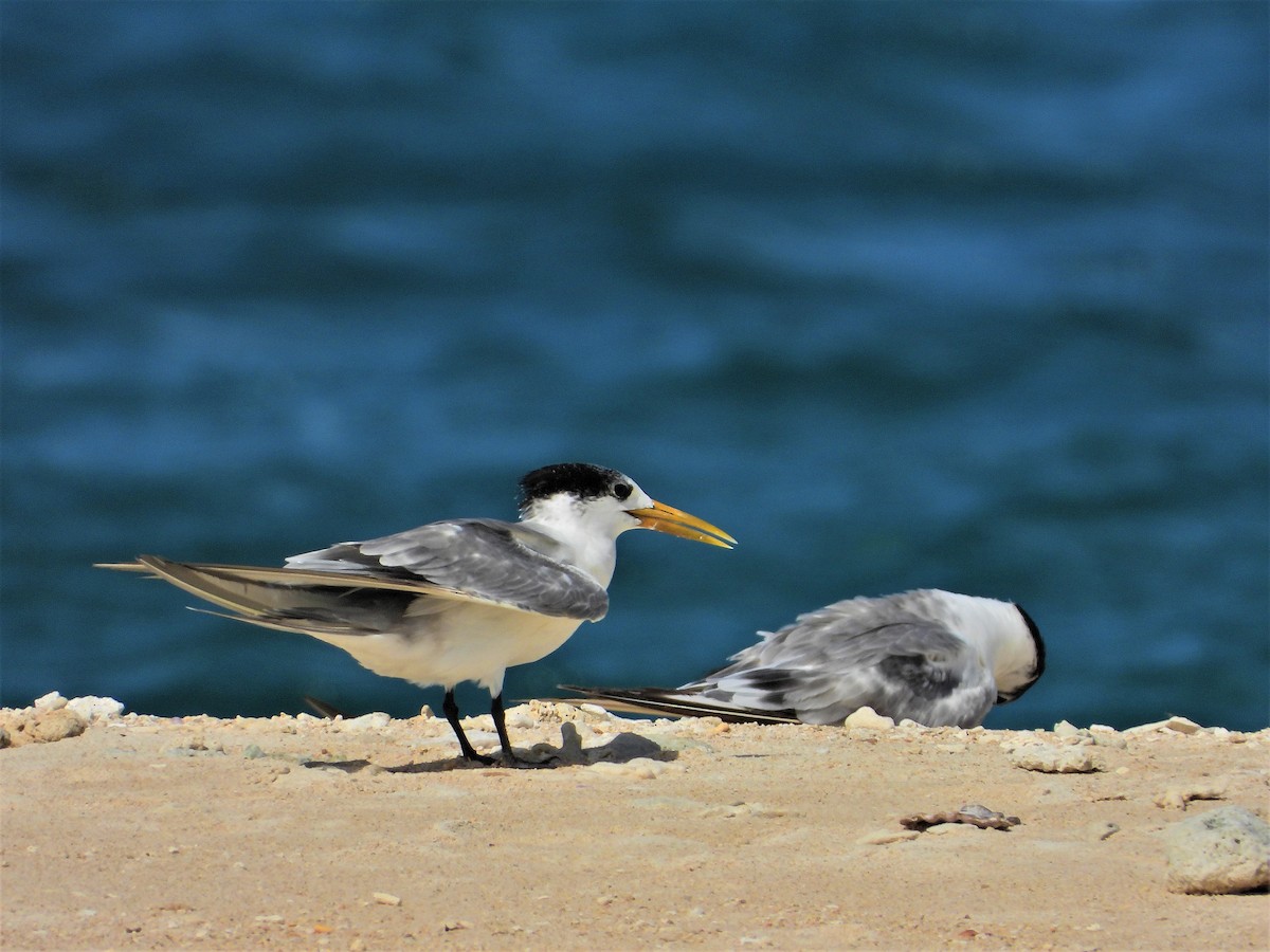 Great Crested Tern - Ronet Santos