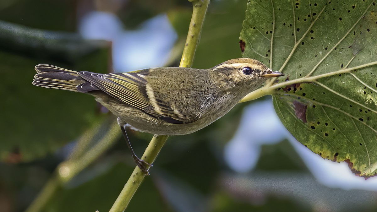 Yellow-browed Warbler - ML284351831
