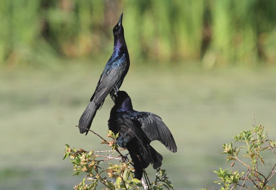 Boat-tailed Grackle - ML28435371