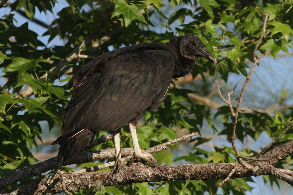 Black Vulture - ML28435441