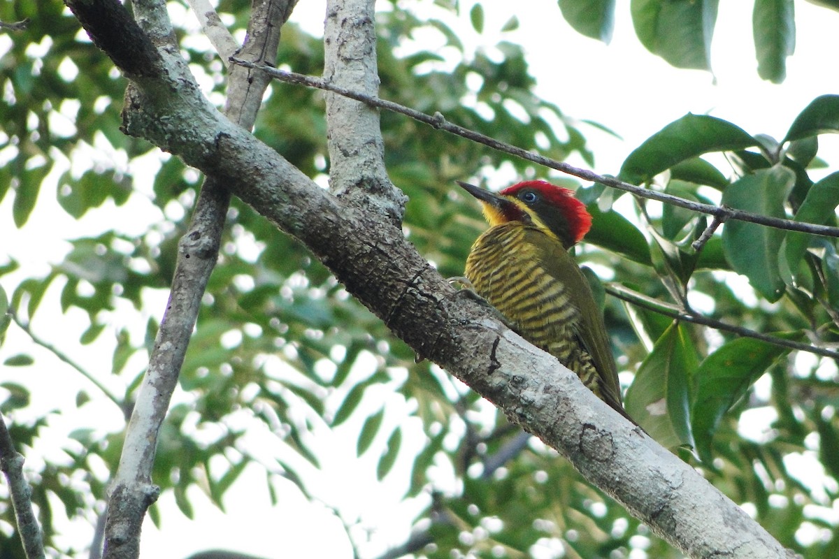 Golden-green Woodpecker (Golden-green) - Carlos Otávio Gussoni
