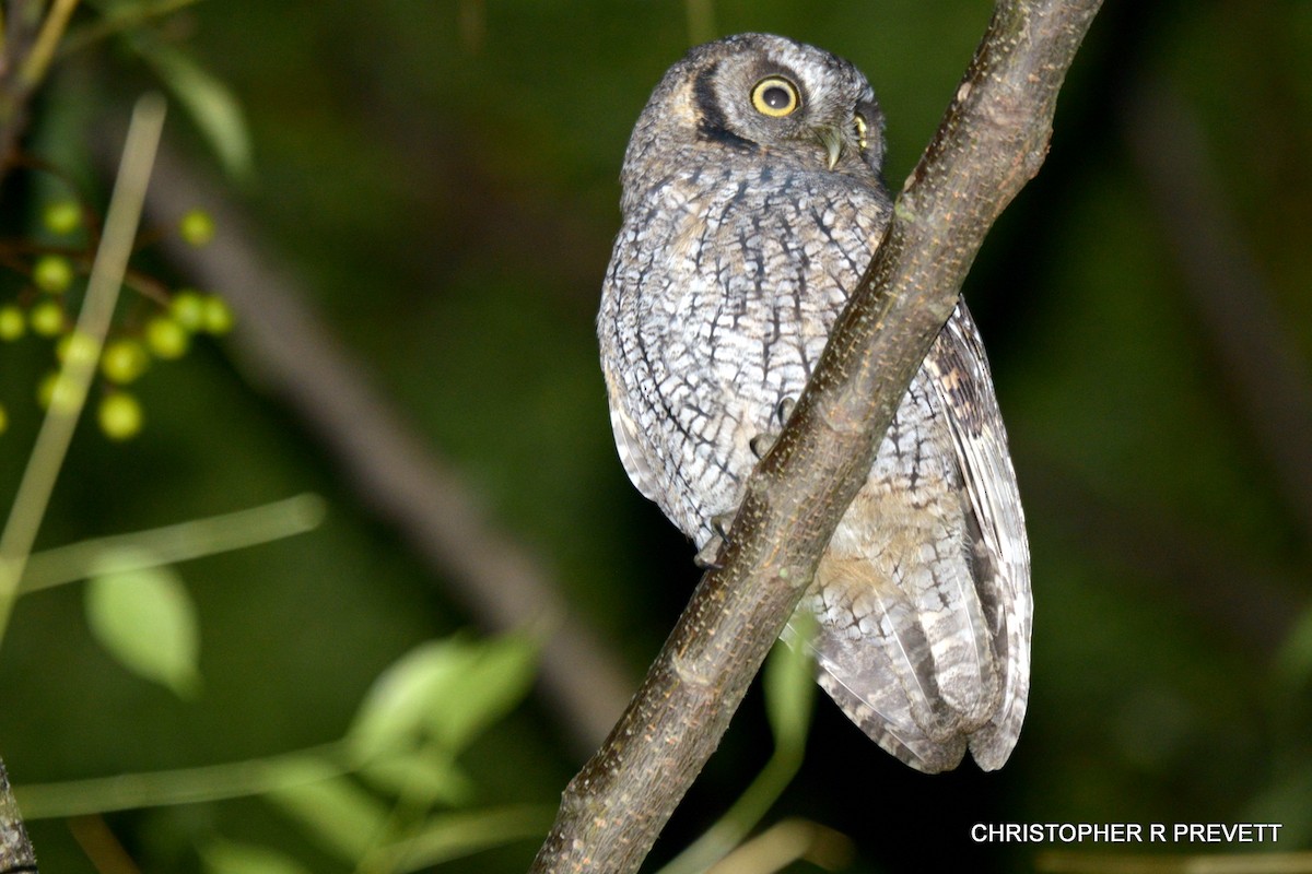 Tropical Screech-Owl - Christopher Rex Prevett