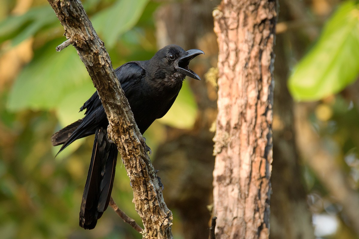 Large-billed Crow (Eastern) - ML284366671