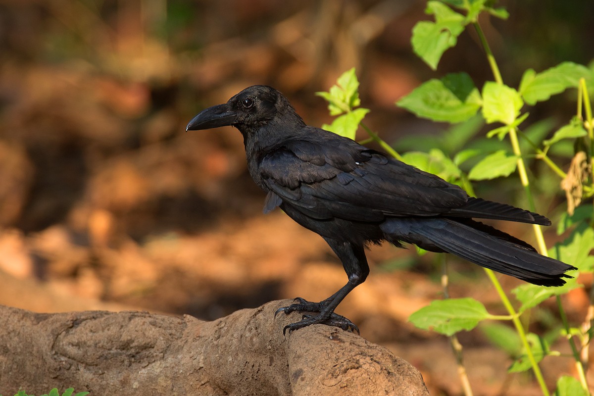 Large-billed Crow (Eastern) - ML284366681