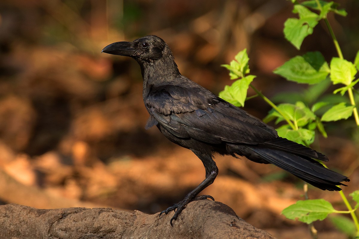 Large-billed Crow (Eastern) - Ayuwat Jearwattanakanok