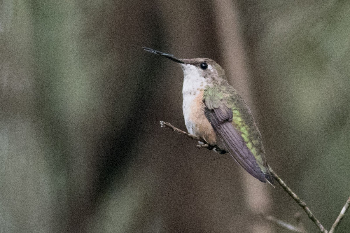 Rufous Hummingbird - ML284367441