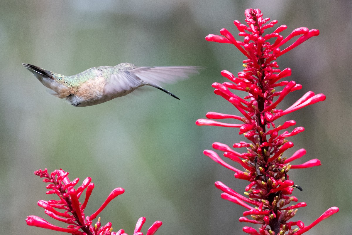 Rufous Hummingbird - ML284367451