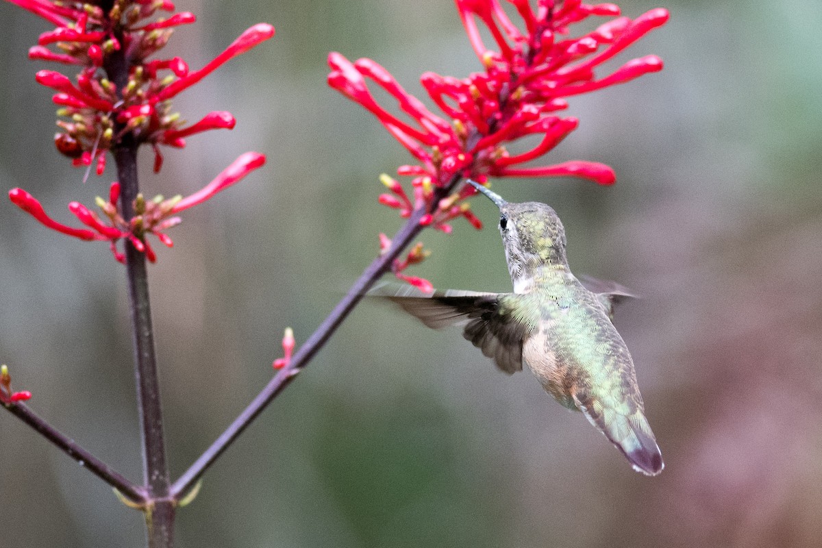 Rufous Hummingbird - ML284369271