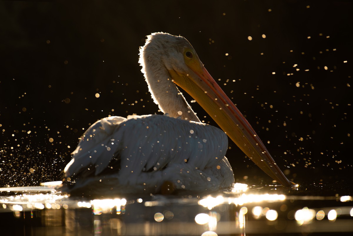 American White Pelican - Matthew Gerlach