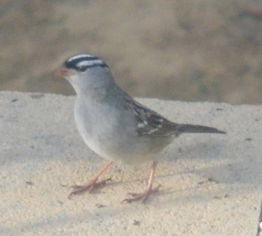 White-crowned Sparrow - ML28437041