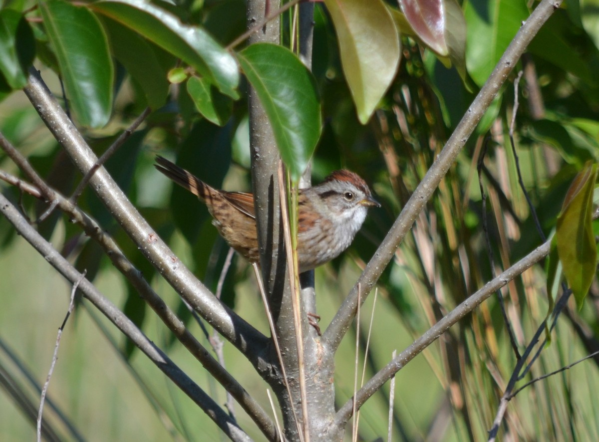 Swamp Sparrow - ML28437051