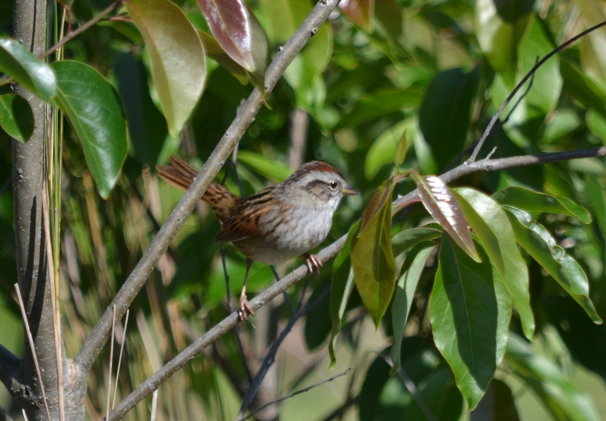 Swamp Sparrow - ML28437091