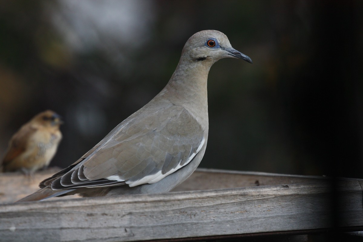 White-winged Dove - ML284372741
