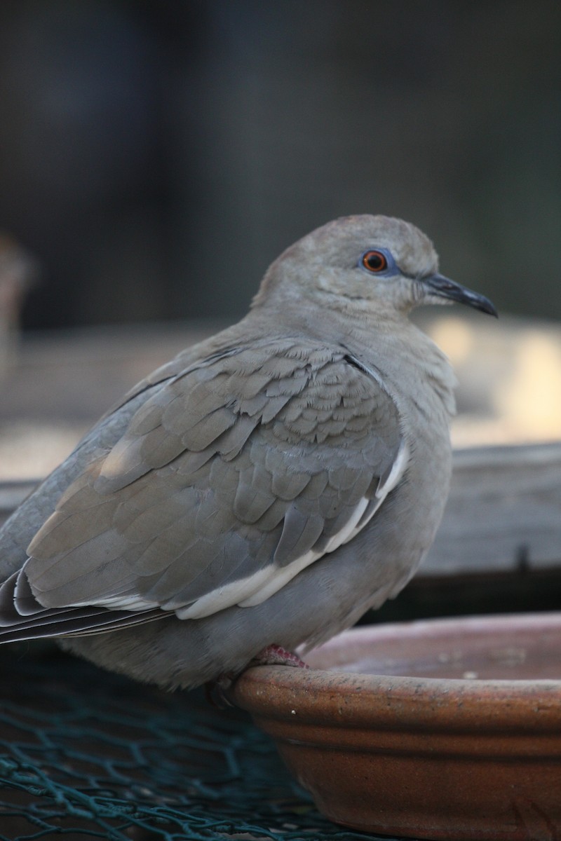 White-winged Dove - ML284372791