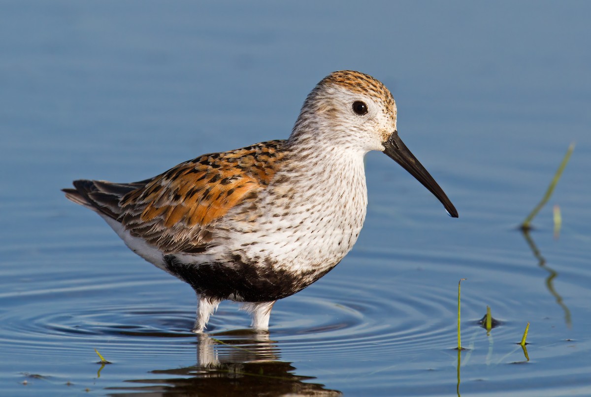 eBird Checklist - 25 May 2013 - Lake St. Clair Metropark (Metro Beach ...