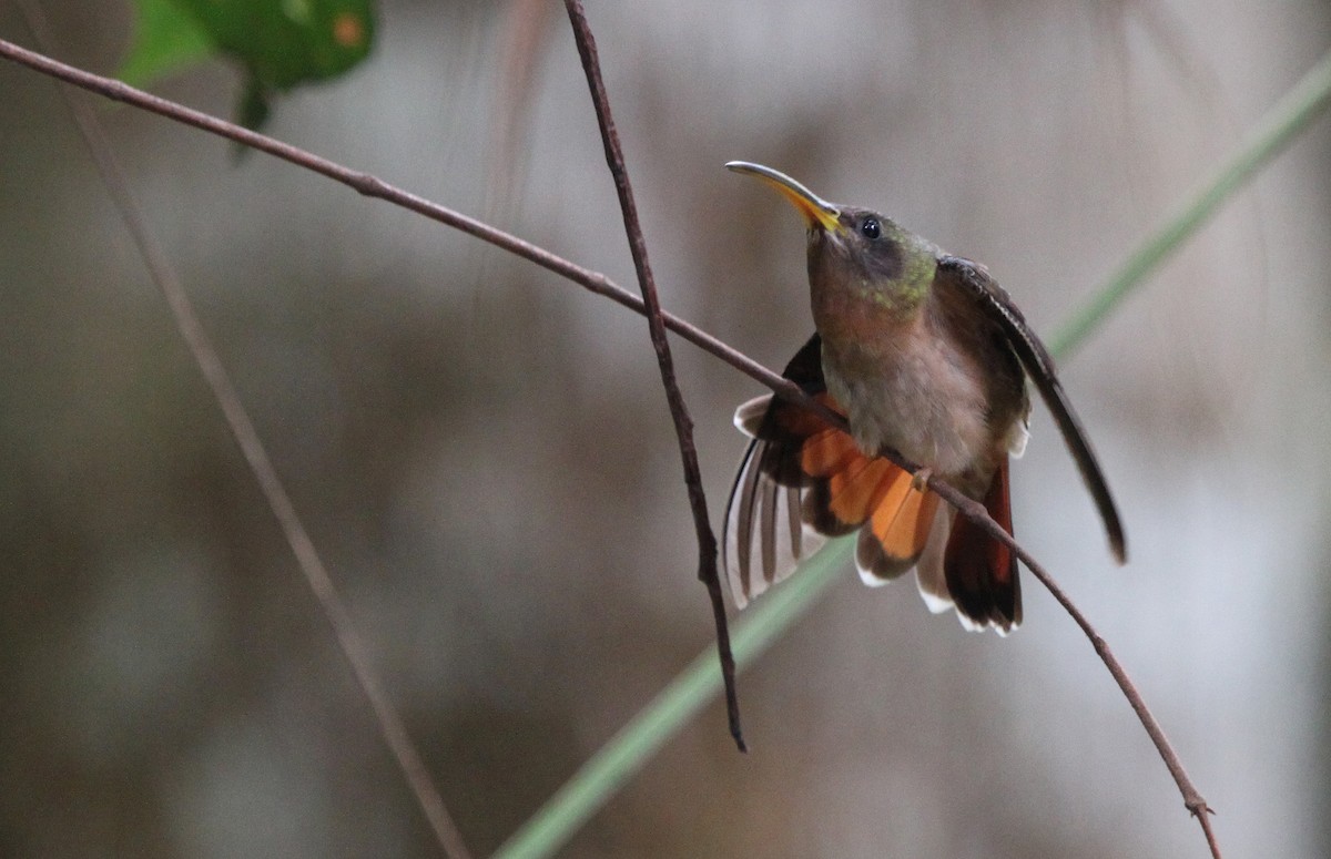 Rufous-breasted Hermit - ML284379611