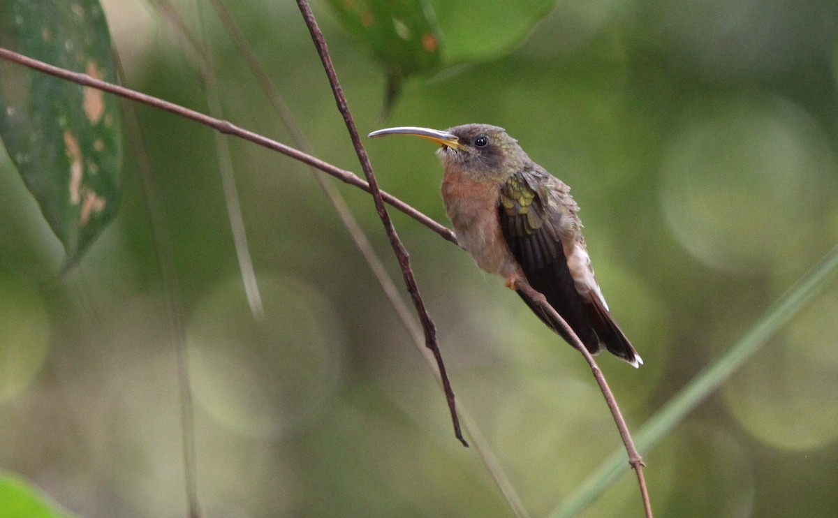 Rufous-breasted Hermit - ML284379641