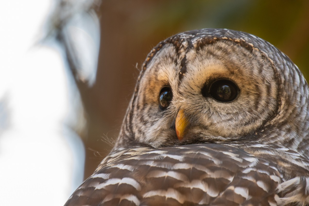 Barred Owl - Timothy Hansel