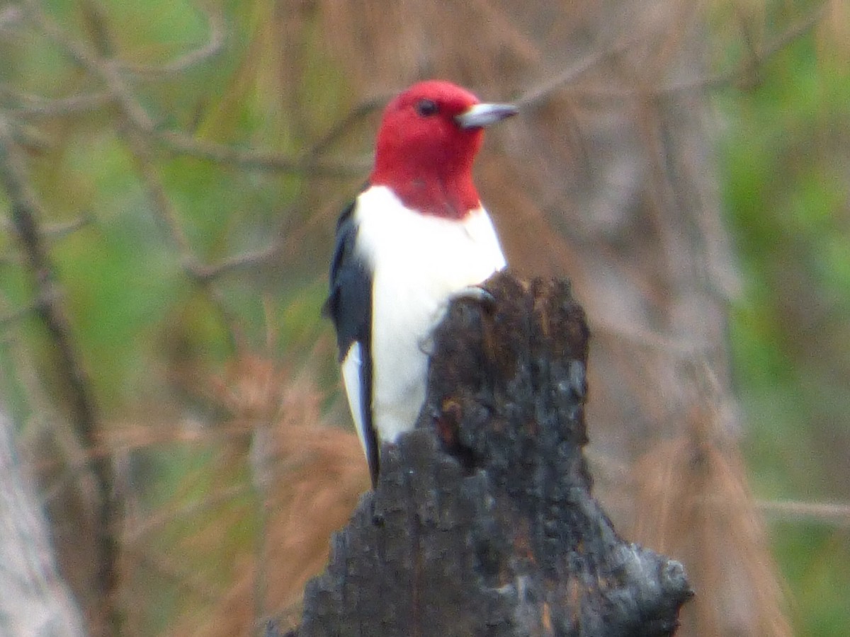 Red-headed Woodpecker - Wanda Beelman